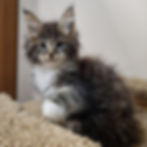 Thumbnail: 061 Simon (U) Maine Coon Male kitten