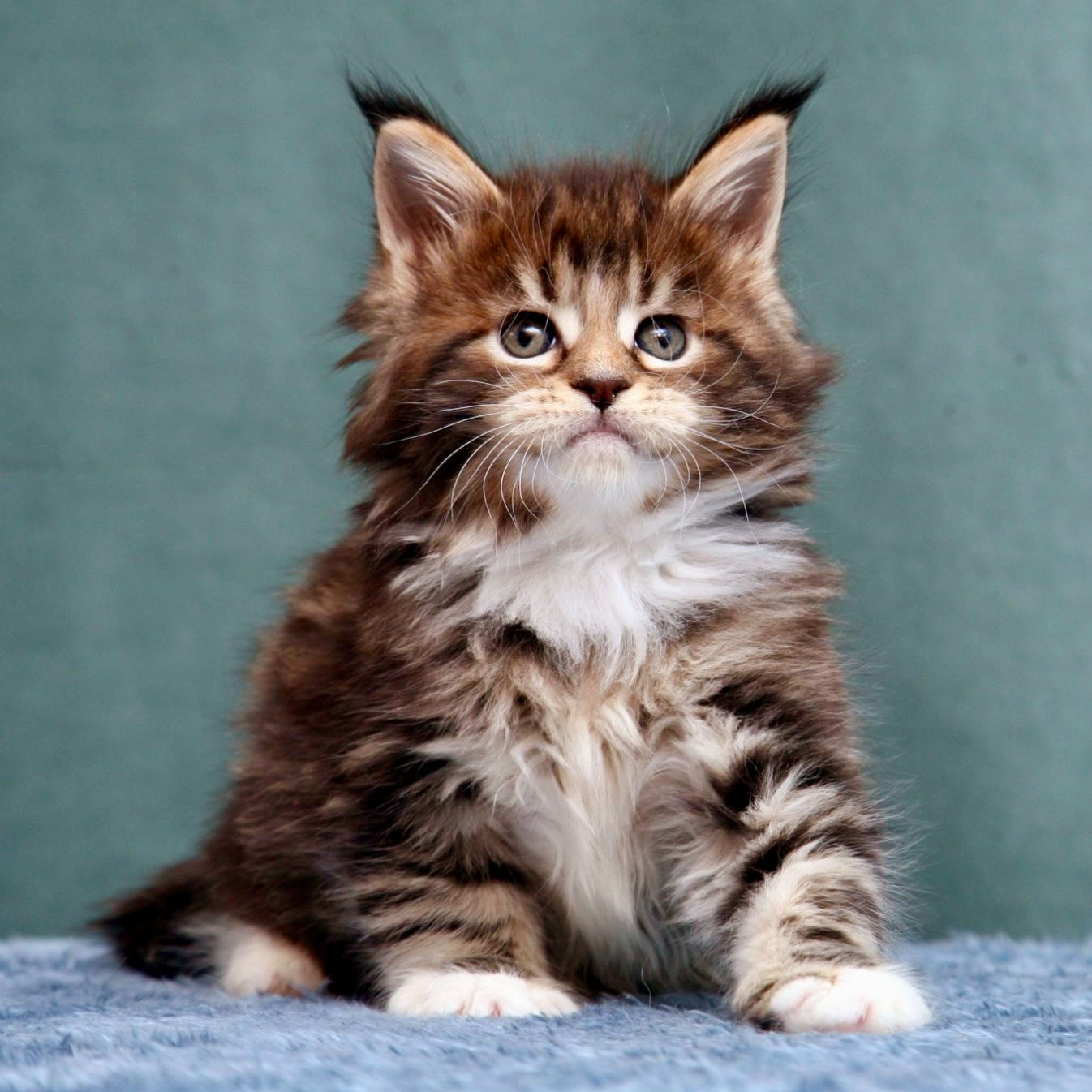 609 Ural (R) Maine Coon male kitten