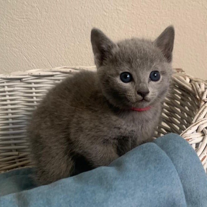 Thumbnail: 113 Tika (PL) purebred Russian blue female kitten