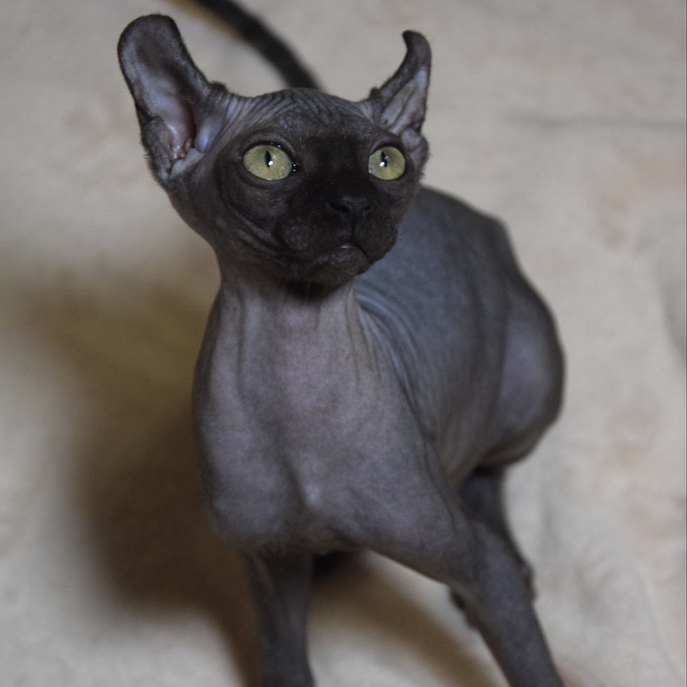 Thumbnail: 233 Bast (BL) Elf female kitten