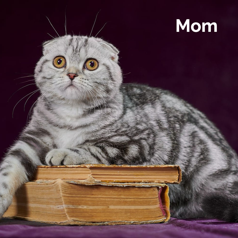 Thumbnail: 224 Pilot (R) Scottish Straight shorthair male kitten