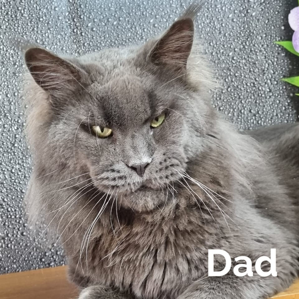 Thumbnail: 421 Zagadka (R) Maine Coon female kitten