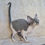 Thumbnail: 732 Nike (U) Devon Rex male kitten