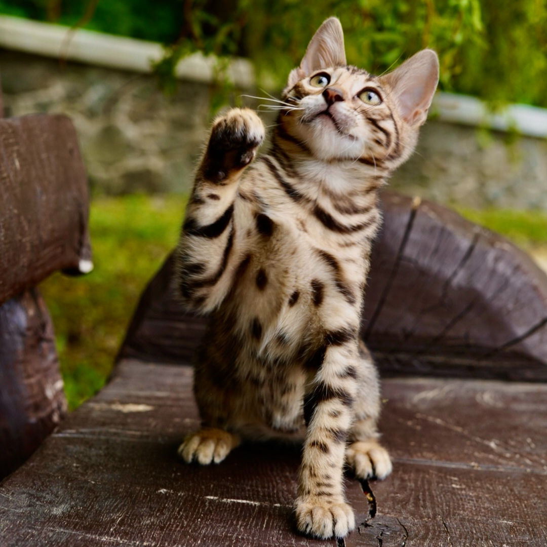 237 Caren (U) purebred Bengal female kitten