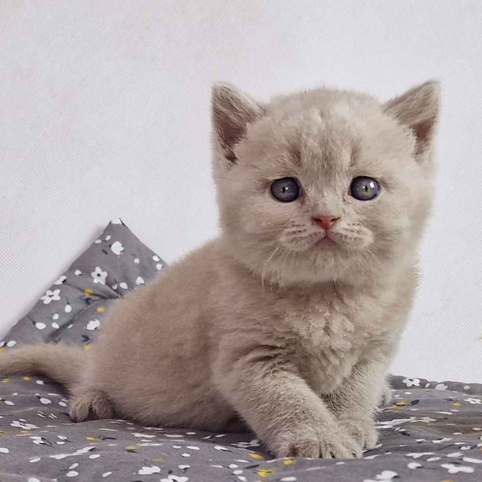 Thumbnail: 434 Tobi (PL) British shorthair male kitten