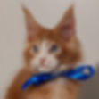Thumbnail: 1269 Elf Polydactyl 7/7/4/4 (BL) Maine Coon male kitten