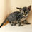 Thumbnail: 151 Rina (R) Devon Rex female kitten