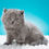 Thumbnail: 219 Athos (BL) British shorthair male kitten