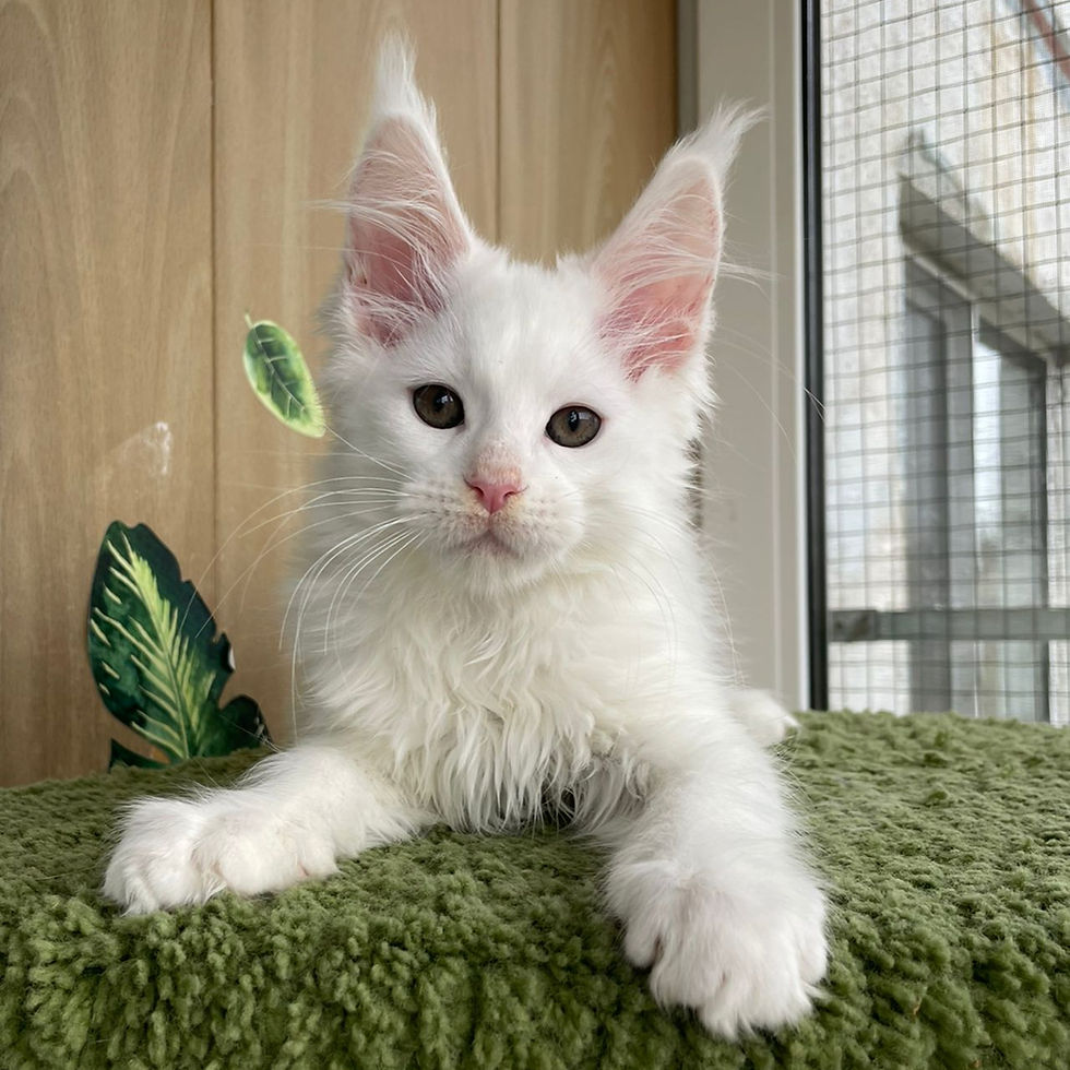 Thumbnail: 1243 Qunitsa (R) Maine Coon female kitten