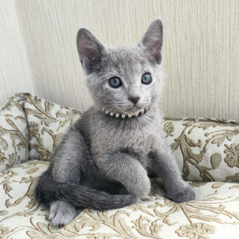 Thumbnail: 185 Northland (R) purebred Russian blue male kitten