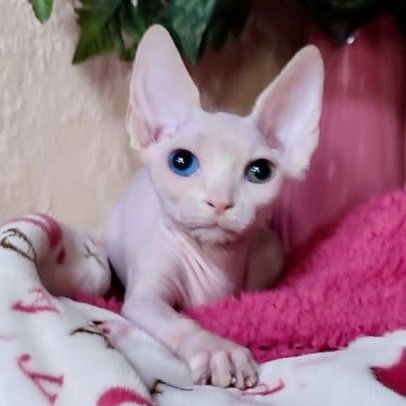 Thumbnail: 050 Natan (U) Bambino male kitten