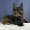Thumbnail: 204 Unna (R) Maine Coon female kitten
