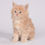Thumbnail: 092 Arabic (U) Maine Coon male kitten