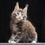 Thumbnail: 501 Maximum (R) Maine Coon male kitten