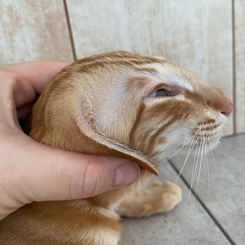 Thumbnail: 183 Mandarin (R) Oriental male kitten