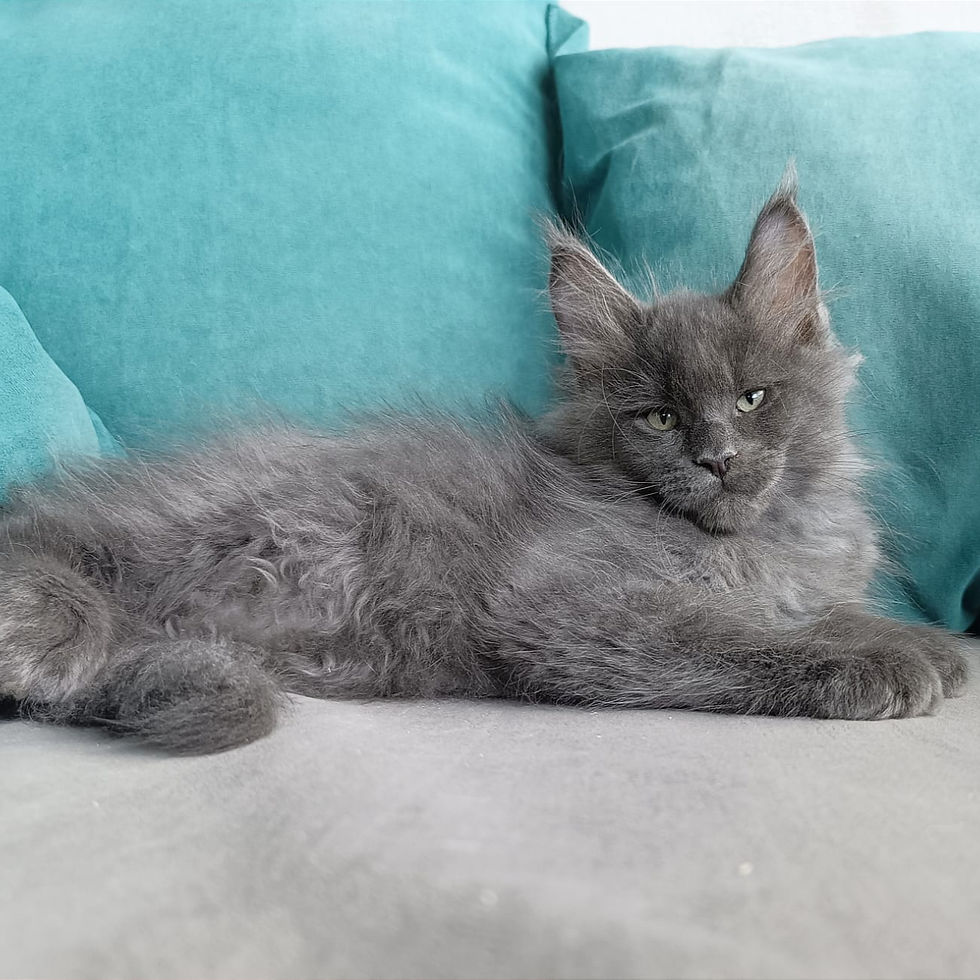 Thumbnail: 1089 Izumrud (R) Maine Coon male kitten