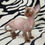 Thumbnail: 196 Alex (R) Devon Rex male kitten