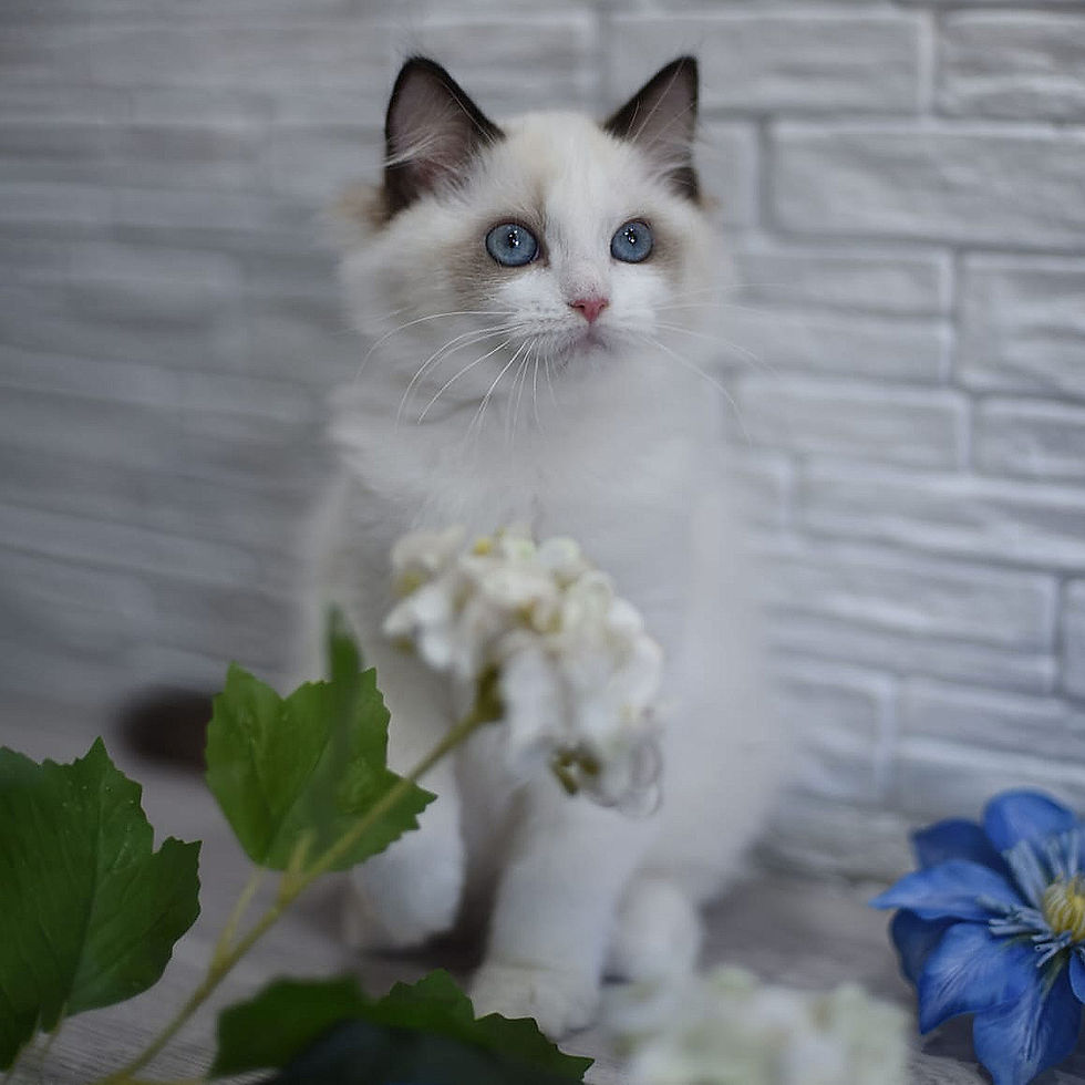 Thumbnail: 168 Ophelia (R) Ragdoll female kitten