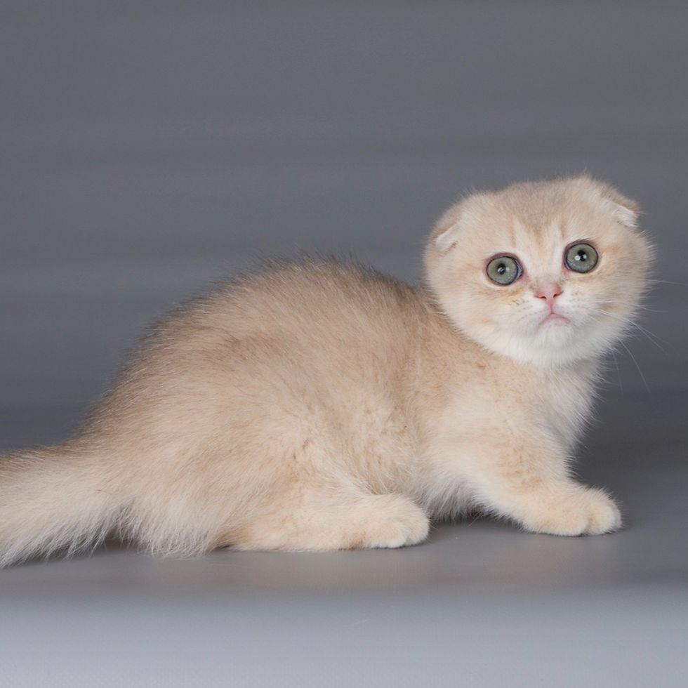 Thumbnail: 227 Raina (U) Munchkin shorthair female kitten