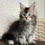 Thumbnail: 1166 Ulan (U) Maine Coon male kitten