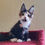 Thumbnail: 1337 Yasmin Polydactyl 6/6/6/6 (R) Maine Coon female kitten