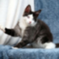 137 Zorro Zander (R) Maine Coon male kitten