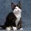 Thumbnail: 137 Zorro Zander (R) Maine Coon male kitten