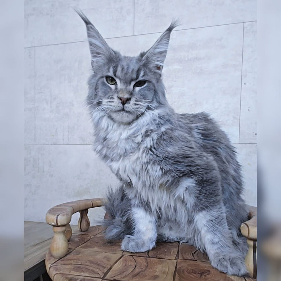 Thumbnail: 414 Namib (R) Maine Coon male kitten
