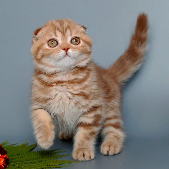 Thumbnail: 508 Odelina (BL) Scottish Fold shorthair female kitten