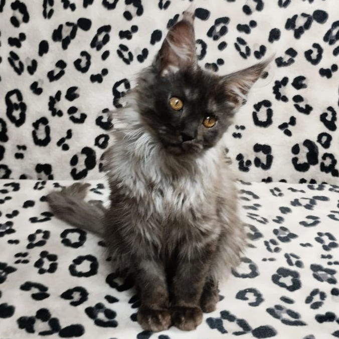 Thumbnail: 490 Vera (R) Maine Coon female kitten