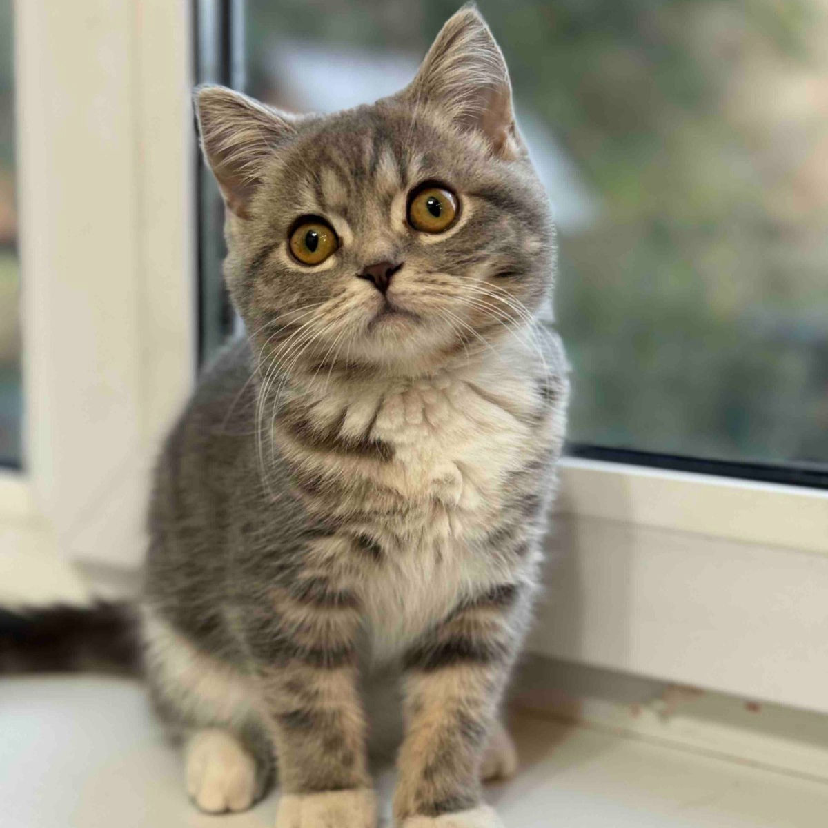 604 Vasilisa (R) Scottish Straight shorthair female kitten