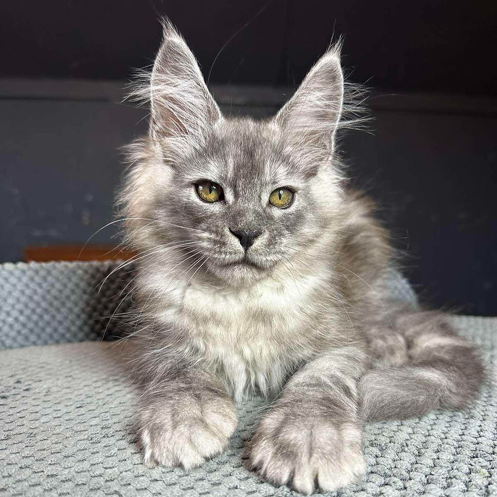 Thumbnail: 843 Luis (U) Maine Coon male kitten