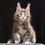 Thumbnail: 501 Maximum (R) Maine Coon male kitten