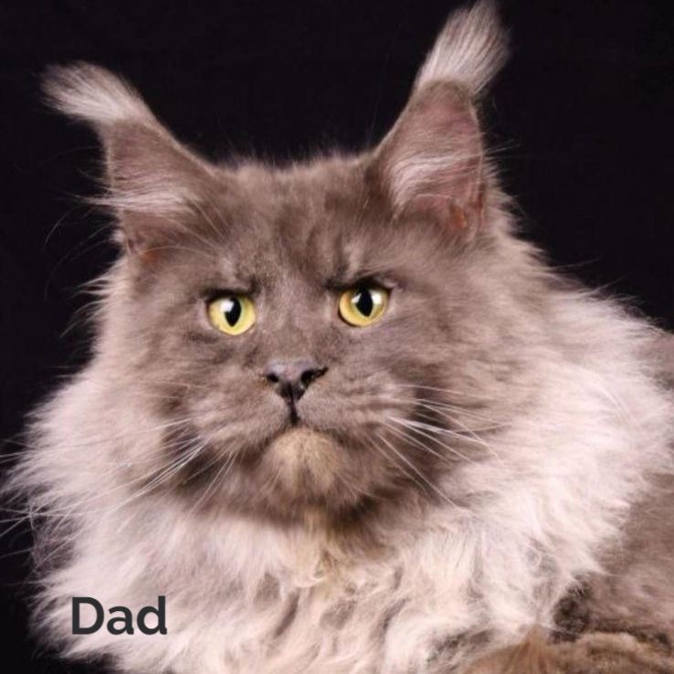Thumbnail: 578 Rammstein (R) Maine Coon male kitten