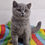 Thumbnail: 509 Picolla (U) British shorthair female kitten