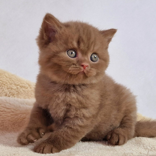 433 Topaz (PL) British shorthair male kitten Kittens Up