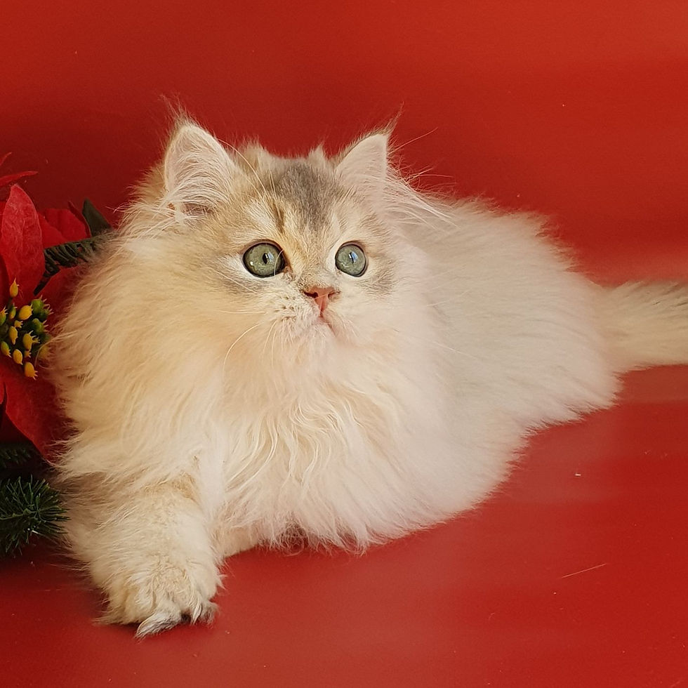 Thumbnail: 104 Potap (U) British longhair male kitten