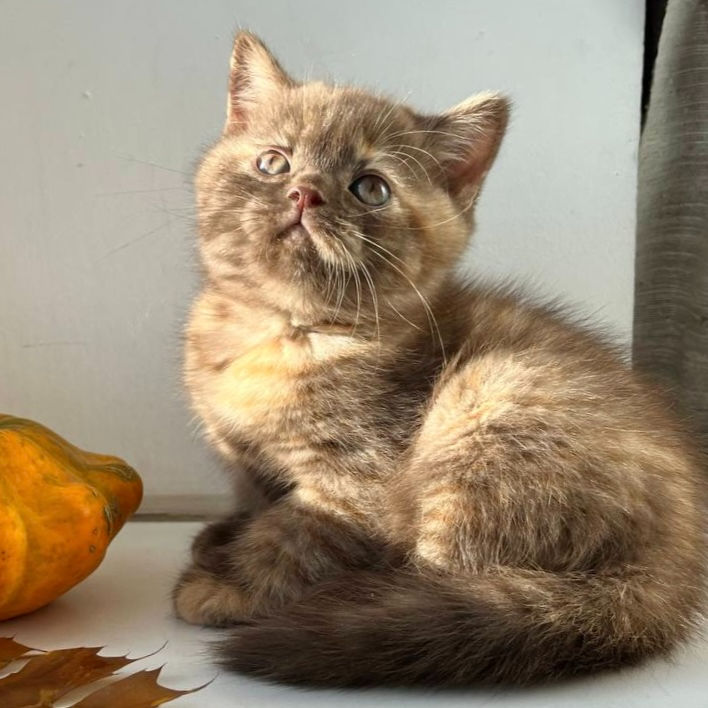 Thumbnail: 004 Hloya (BL) British shorthair female kitten