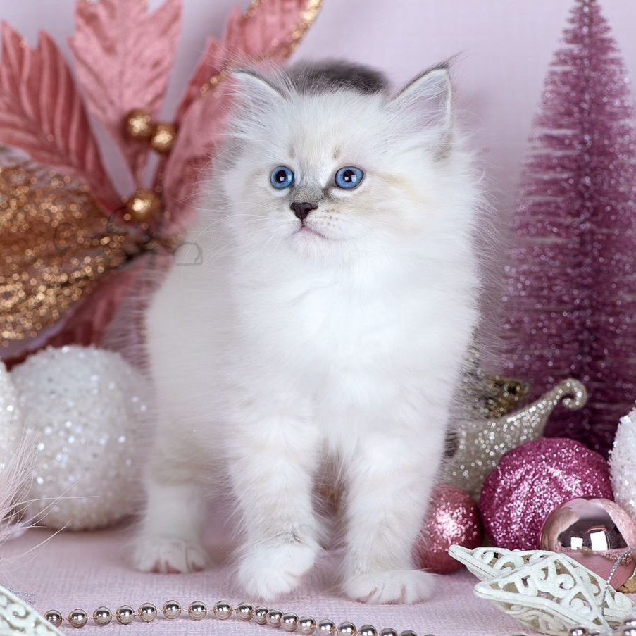 Thumbnail: 054 Neo (R) Siberian male kitten