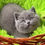 Thumbnail: 260 Dizel (U) British shorthair male kitten