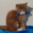 Thumbnail: 1269 Elf Polydactyl 7/7/4/4 (BL) Maine Coon male kitten
