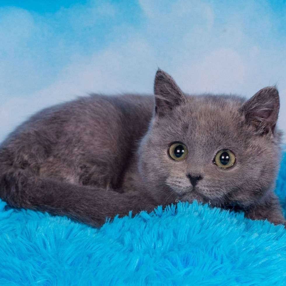 Thumbnail: 176 Jaky (U) British shorthair male kitten