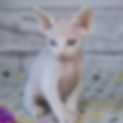 Thumbnail: 194 Almaz (R) Devon Rex male kitten