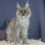 Thumbnail: 485 Wynn (R) Maine Coon female kitten