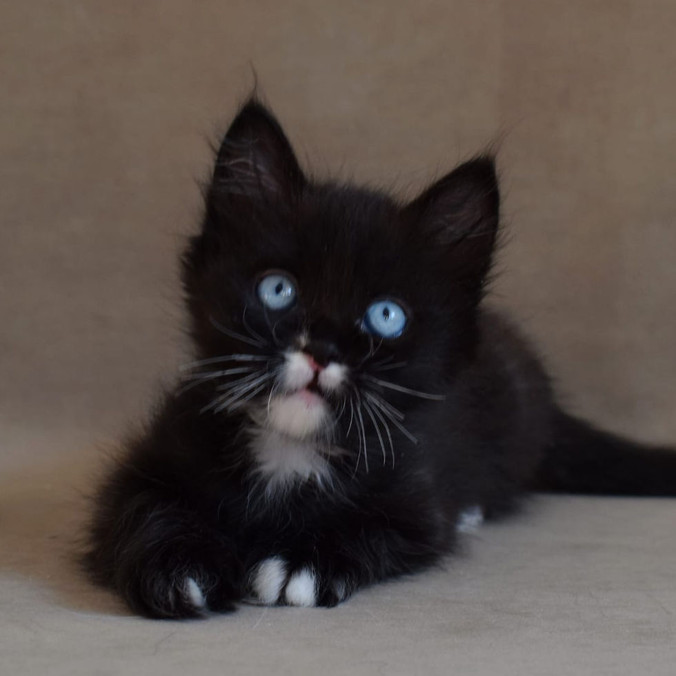 Thumbnail: 056 Lazurit (R) Minskin (Long paws) shorthair male kitten