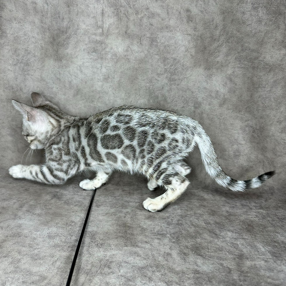 Thumbnail: 555 Infinity (U) purebred Bengal female kitten