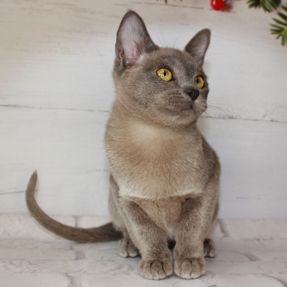 Thumbnail: 082 Richy (U) Burmese male kitten