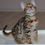 Thumbnail: 100 Pamir (BL) purebred Bengal male kitten
