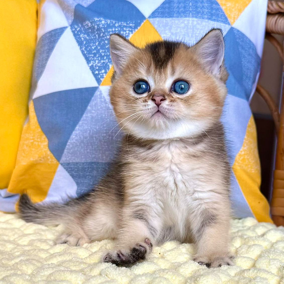 Thumbnail: 480 David (U) Scottish Straight shorthair male kitten
