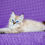 Thumbnail: 183 Elliot (R) Siberian male kitten